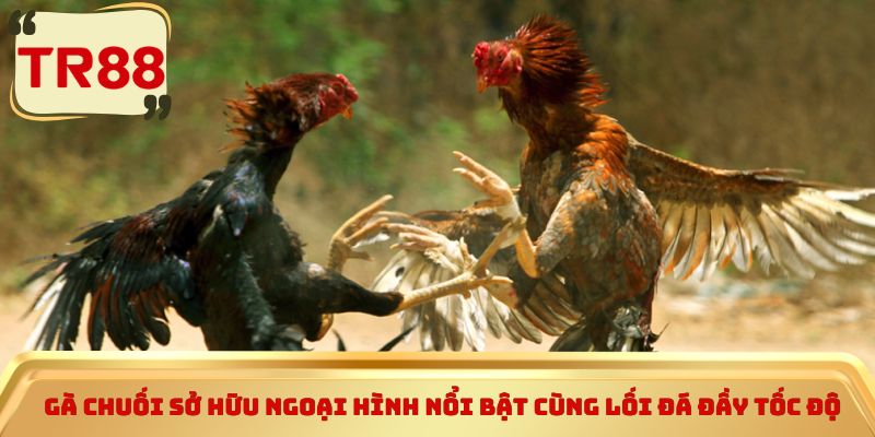 Gà chuối sở hữu ngoại hình nổi bật cùng lối đá đầy tốc độ